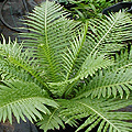 Blechnum